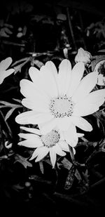 High angle view of white flowering plant