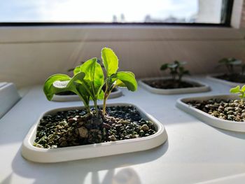 Close-up of potted plant