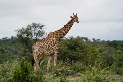 Giraffe standing on field against sky