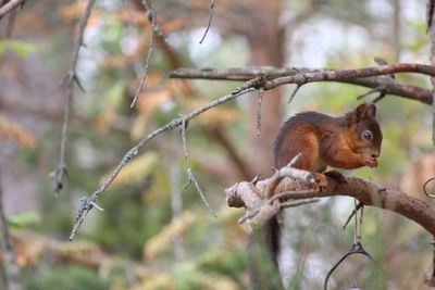 Squirrel on branch