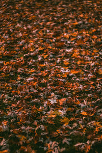 Full frame shot of autumn leaves