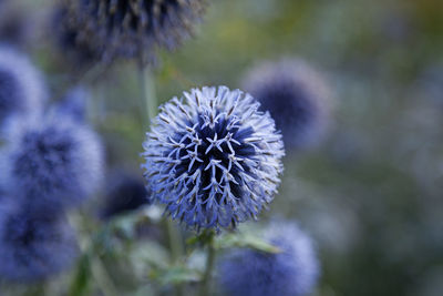 Small blue flowers sitting together in a ball that forms a larger flower at the bridge park in umea