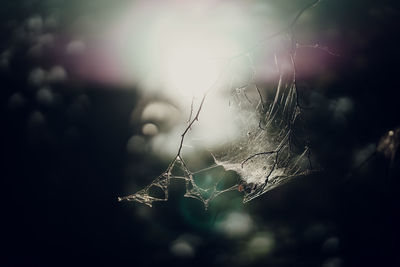 Close-up of spider web on plant