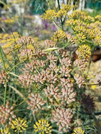 Close-up of flowers blooming outdoors