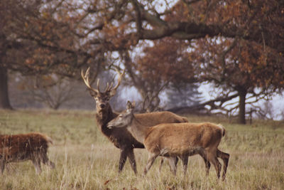 Deer standing in a field