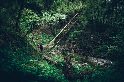 Man walking in forest