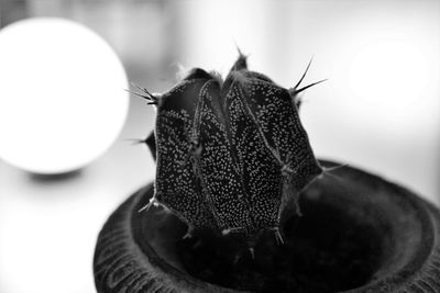 Close-up of butterfly on fruit