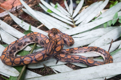 boa constrictor