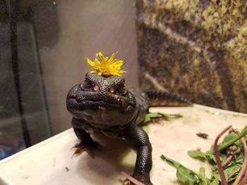 Close-up of lizard on yellow flower