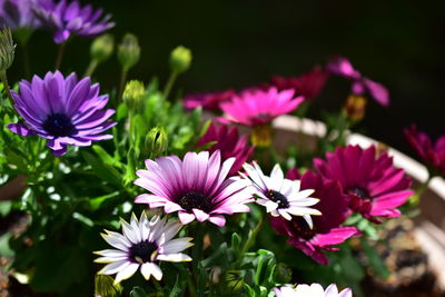 Close-up of pink flowers