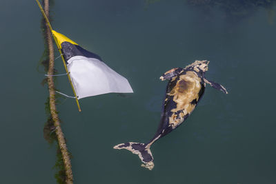 Death of small dolphin in harbor