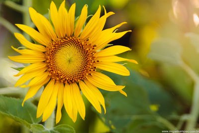 Close-up of sunflower