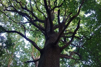 Low angle view of tree against sky