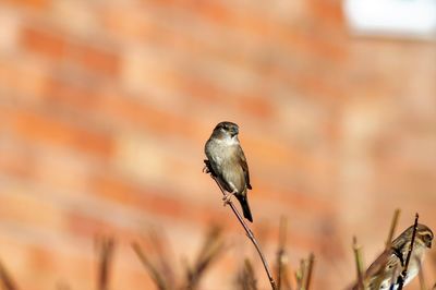 Close-up of bird perching on a plant