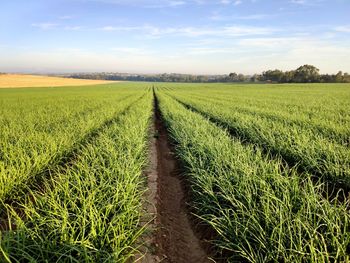 Scenic view of agricultural field against sky