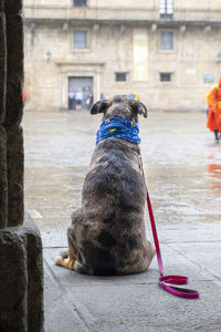 Dog on street