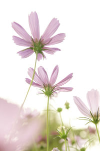 Close-up of pink cosmos flowers blooming outdoors
