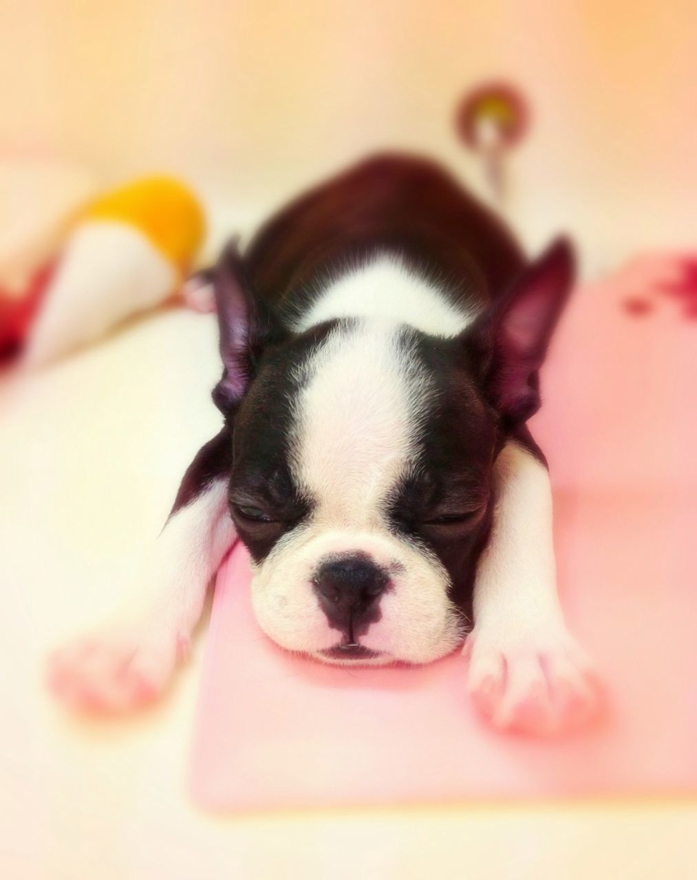 domestic animals, dog, pets, animal themes, one animal, mammal, indoors, close-up, relaxation, looking at camera, selective focus, portrait, animal head, home interior, lying down, resting, bed, sleeping, focus on foreground, one person