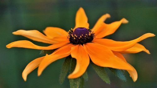 Close-up of flower blooming outdoors