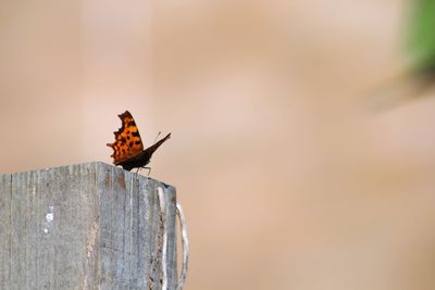 Close-up of butterfly on wood