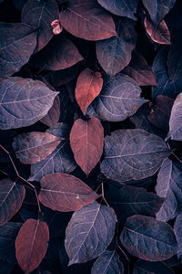 Full frame shot of leaves