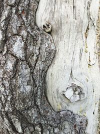 Full frame of tree trunk