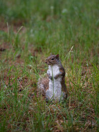 Squirrel on a field