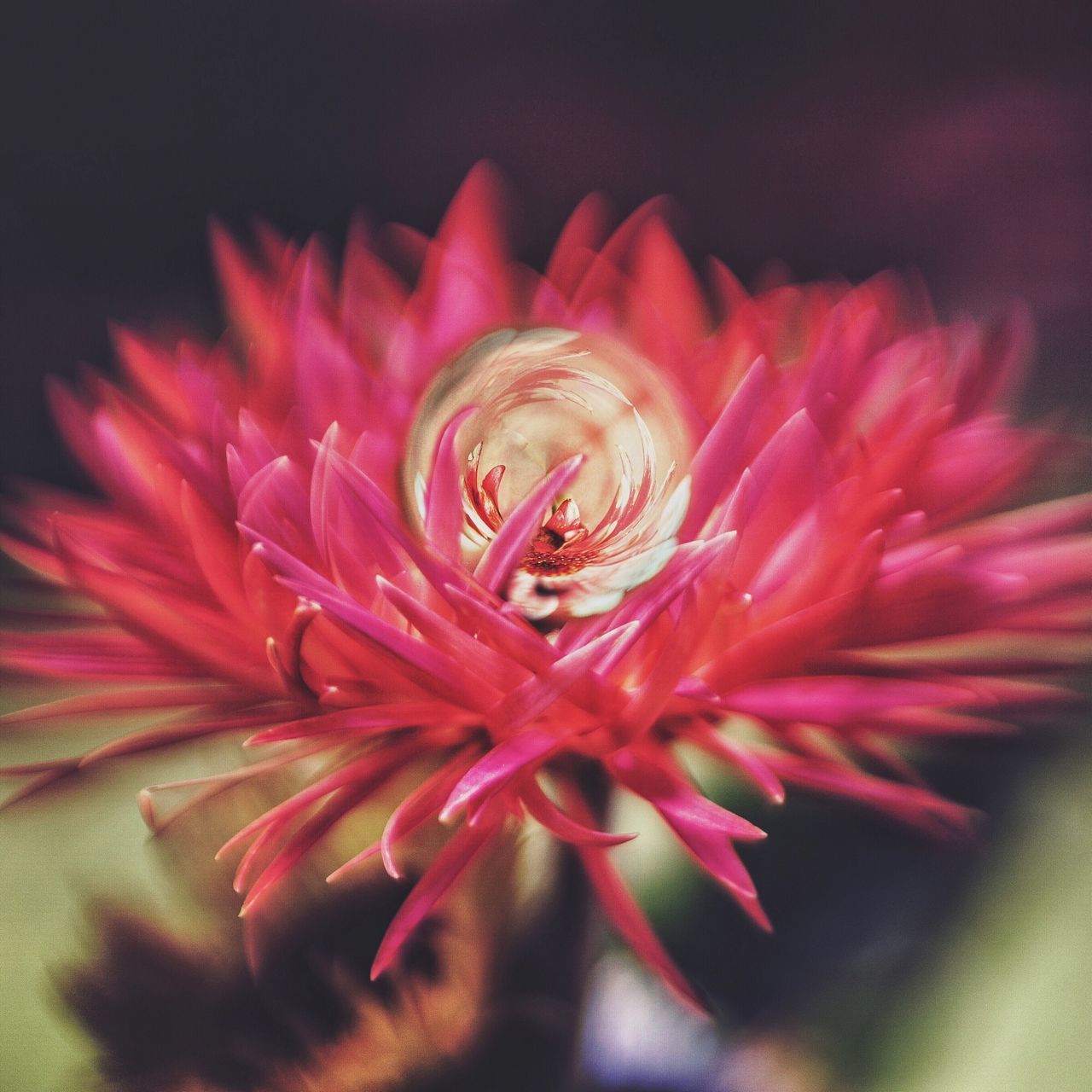 flower, petal, flower head, freshness, fragility, beauty in nature, single flower, close-up, growth, nature, pink color, selective focus, red, blooming, pollen, in bloom, extreme close-up, focus on foreground, macro, blossom