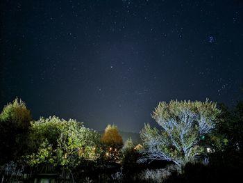 Low angle view of trees against sky at night