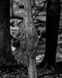 Close-up of tree trunk