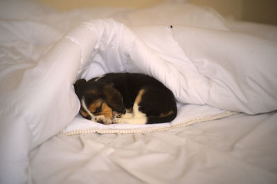 High angle view of beagle puppy dog sleeping on bed