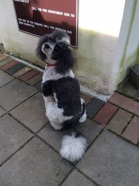 Portrait of a dog