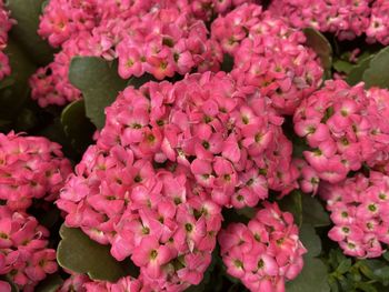 High angle view of pink flowering plants