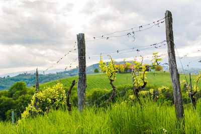 Barbed wire fence on field against sky