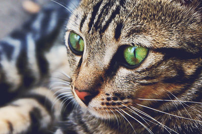 Close-up portrait of a cat