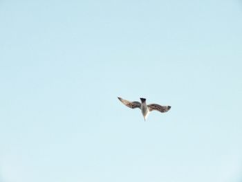 Low angle view of seagull flying