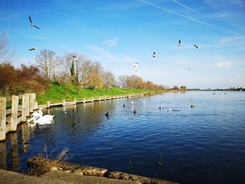 Birds swimming in lake