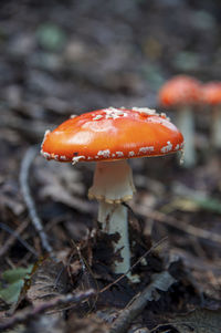 Red bright inedible mushroom fly agaric sprouted through dry leaves in latvian autumn forest