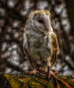 Close-up of bird perching on branch