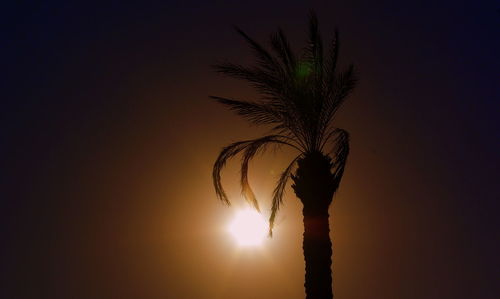 Silhouette of palm tree against sunset