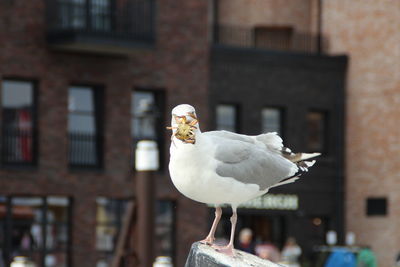 Close-up of seagull perching on wooden post against building