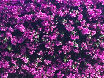 Full frame shot of flowers