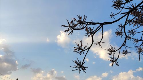Low angle view of flowering plants against sky during sunset