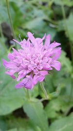 Close-up of pink flowers