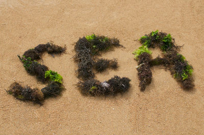 Sea text composed with brown and green seaweed at sanur beach in bali, indonesia