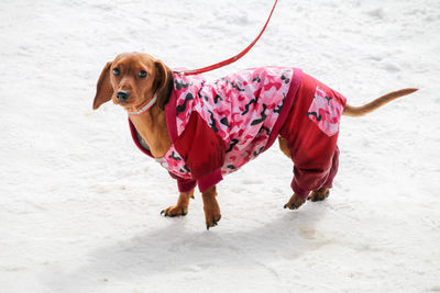 Portrait of dog standing on land