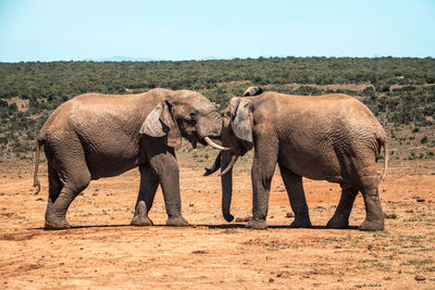 View of elephant on field