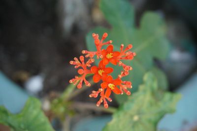 Close-up of red flowers