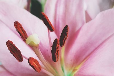 Close-up of pink flower