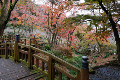 Trees in park during autumn